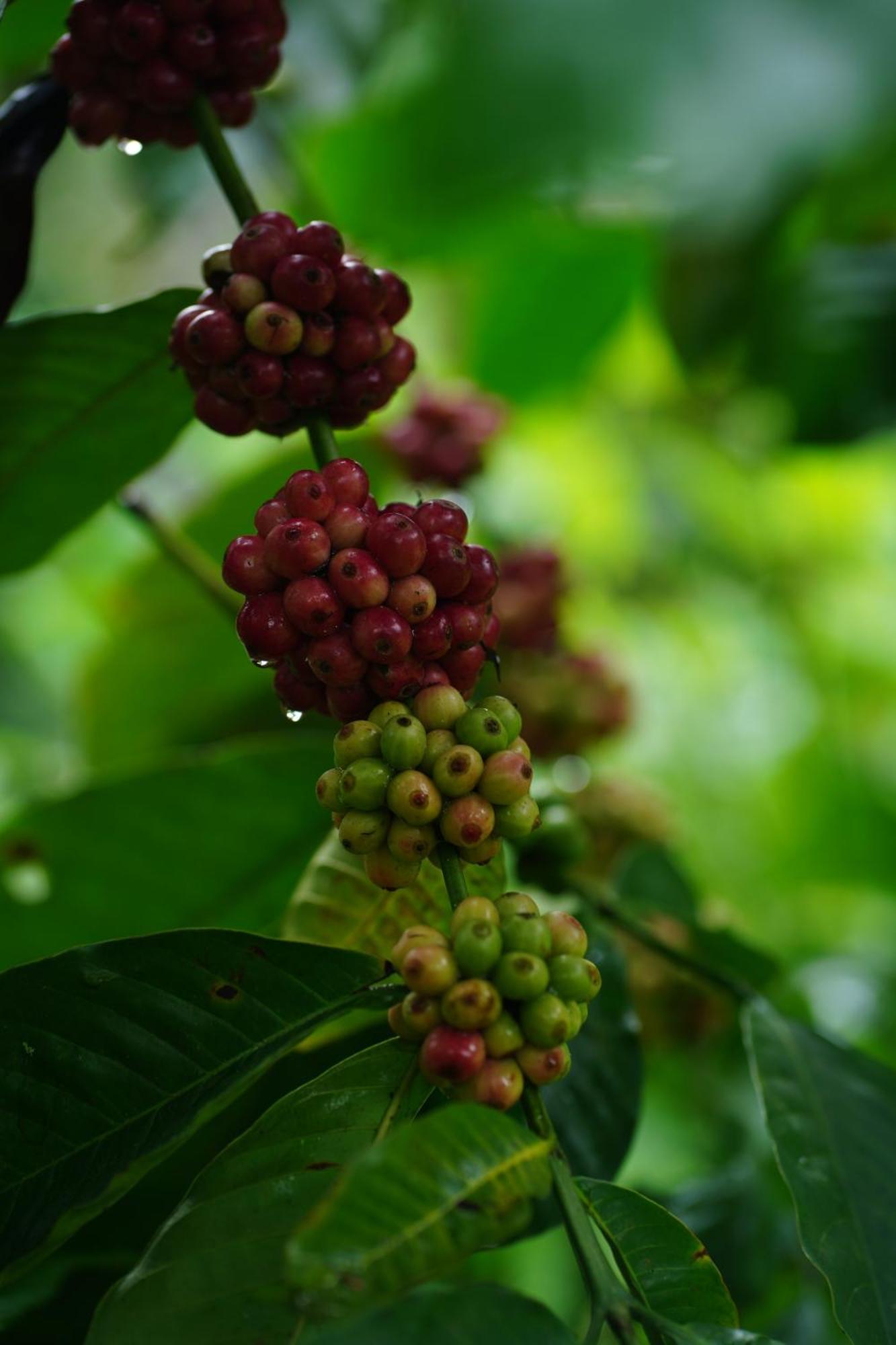 Rivulet Resort Munnar Eksteriør billede